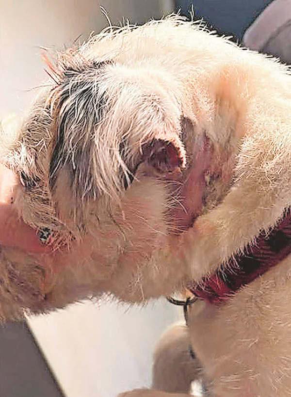 Dog owners tell of horror after pet mauled in street by 'XL Bully'