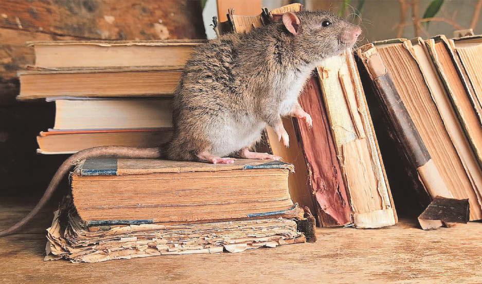 Look out for unwanted festive visitors