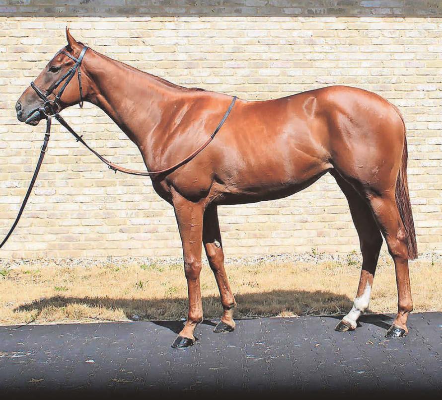 Seeing Stars is ready to shine at Kempton...