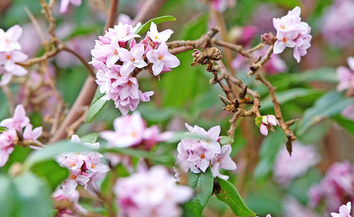 Best plants for uplifting scents