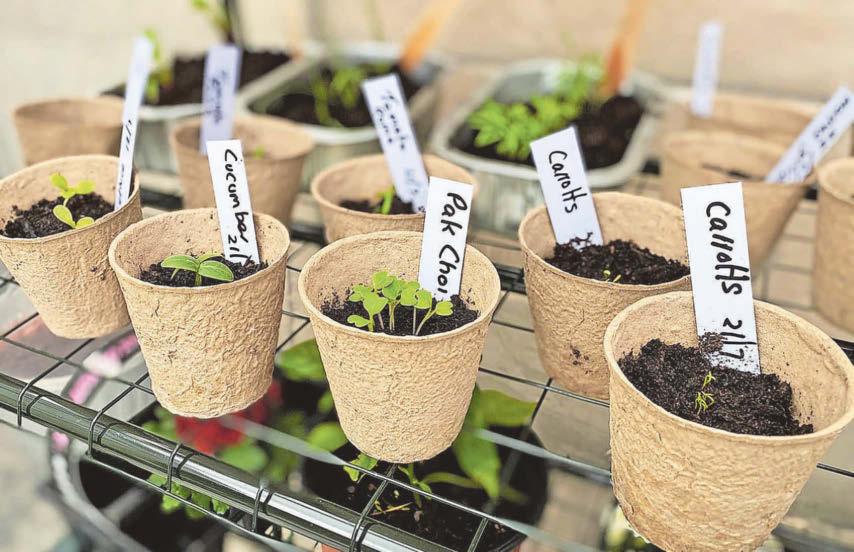 Simply the best seeds for nurturing right now