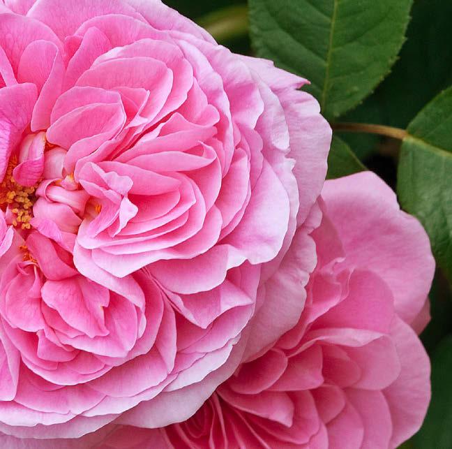 We're falling head over heels for reliable roses