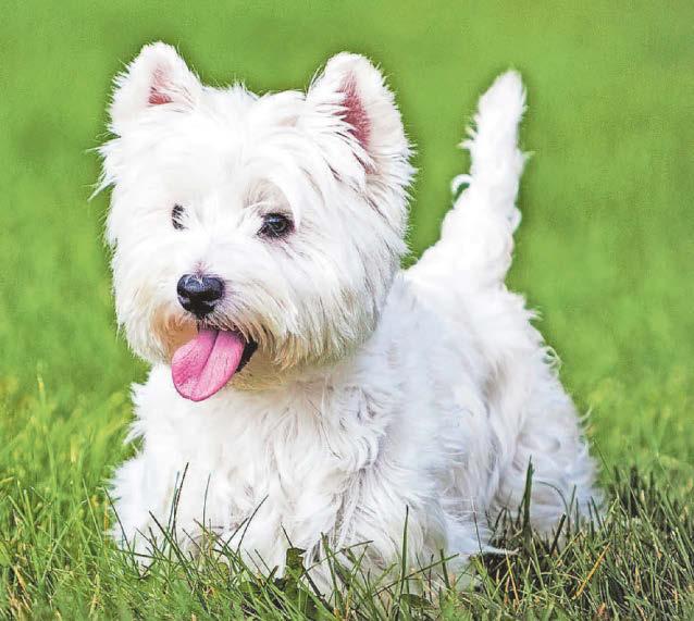 Research aims to ease 'Westie lung'