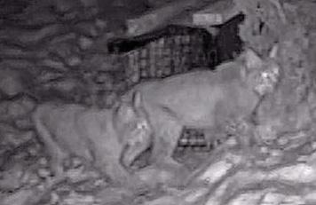 WARNING OVER LYNX ON LOOSE
