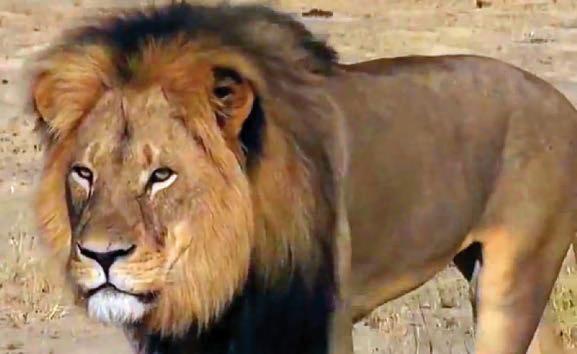 RICKY: BAN SICK TROPHY HUNTERS NOW!!
