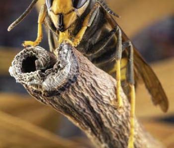 BEE AFRAID:UK IN HORNET INVASION