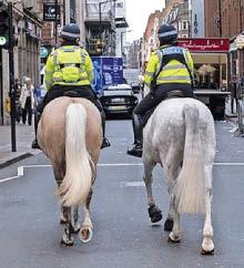 DIDDY ROZZERS SO SADDLE SORE