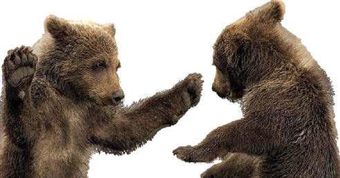 Bear-knuckle