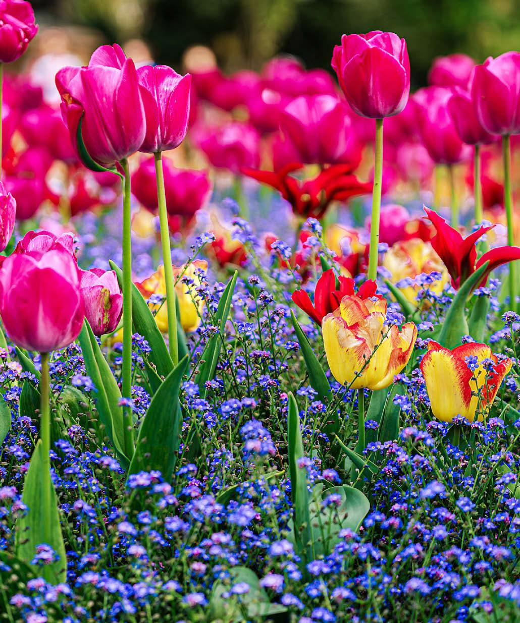 Tulip mania