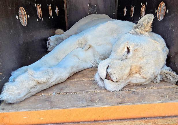 Rescued lions all white now