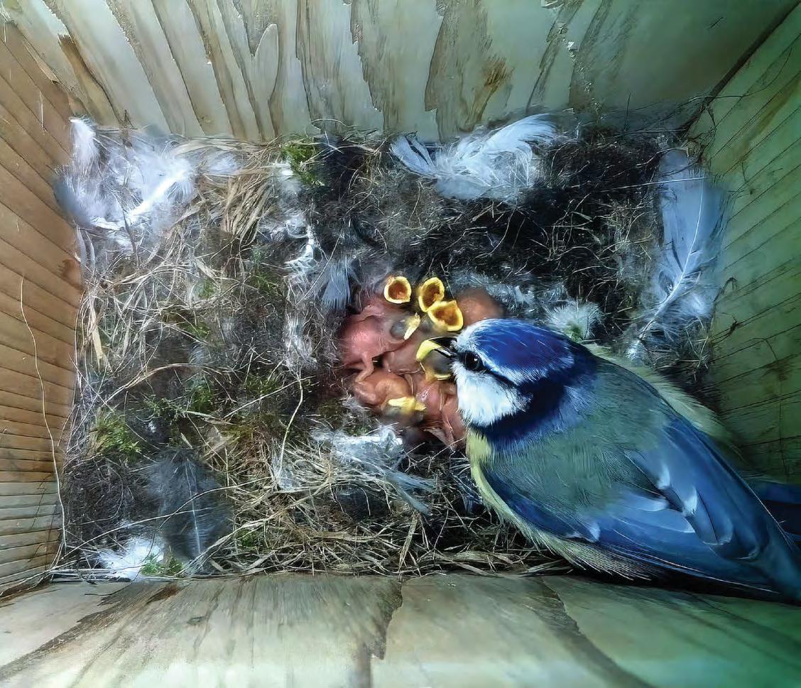 Gadget provides egg's eye view of nesting visitors