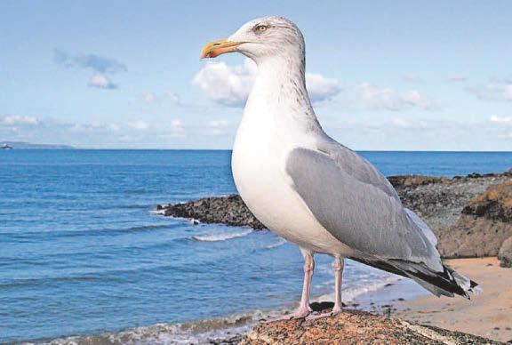 Plastic peril for birds already on danger list
