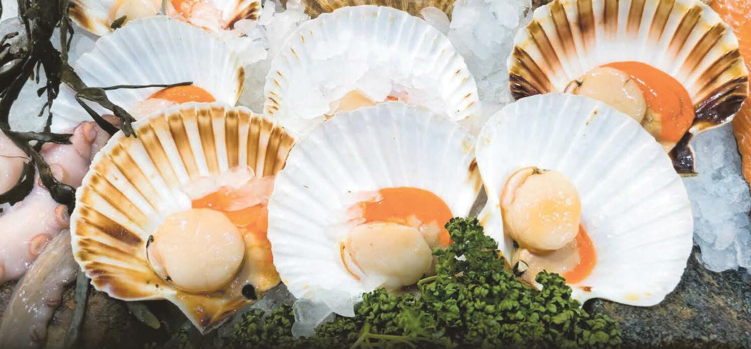 Why disco diving for scallops is no flash in the pan