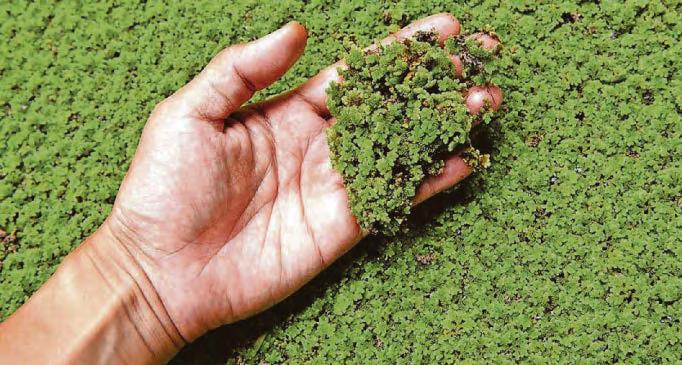 Check out your pond for latest 'superfood'