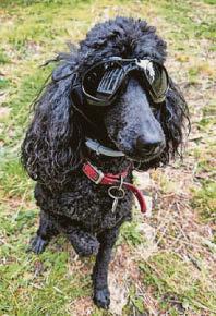 Springwatch Chris warns dog owners about seed hazard