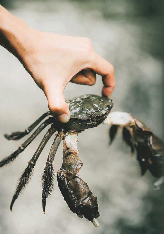Who can stop invader taking over our rivers?