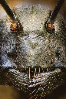 Is it a killer alien? Nah, just an ant