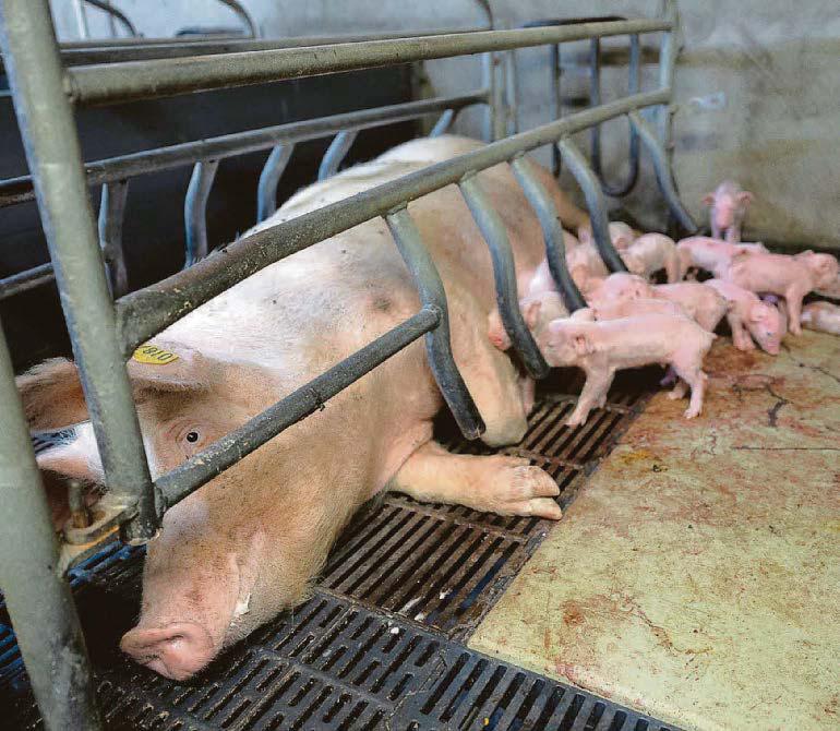 Enough is enough ...let's end factory farm cruelty now