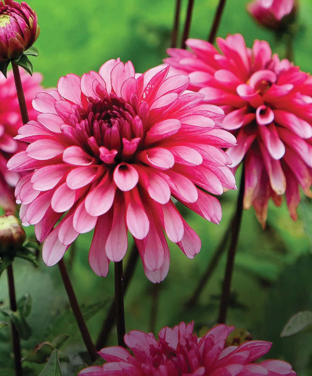 Dazzling dahlias