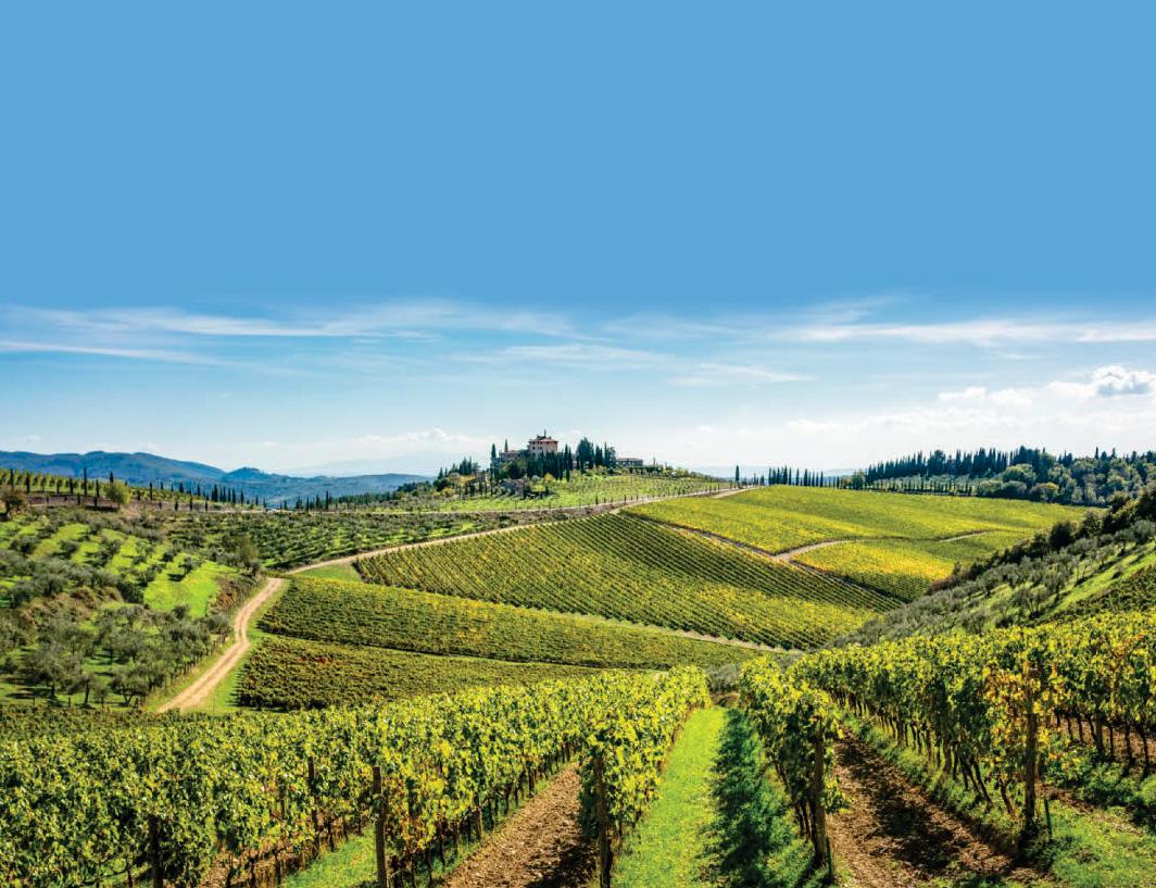 Vatican's grape expectations for a holy vintage