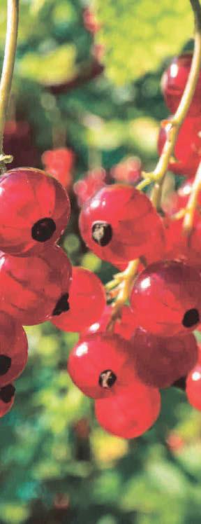 BLACKCURRANT AND REDCURRANT BUSH DUO