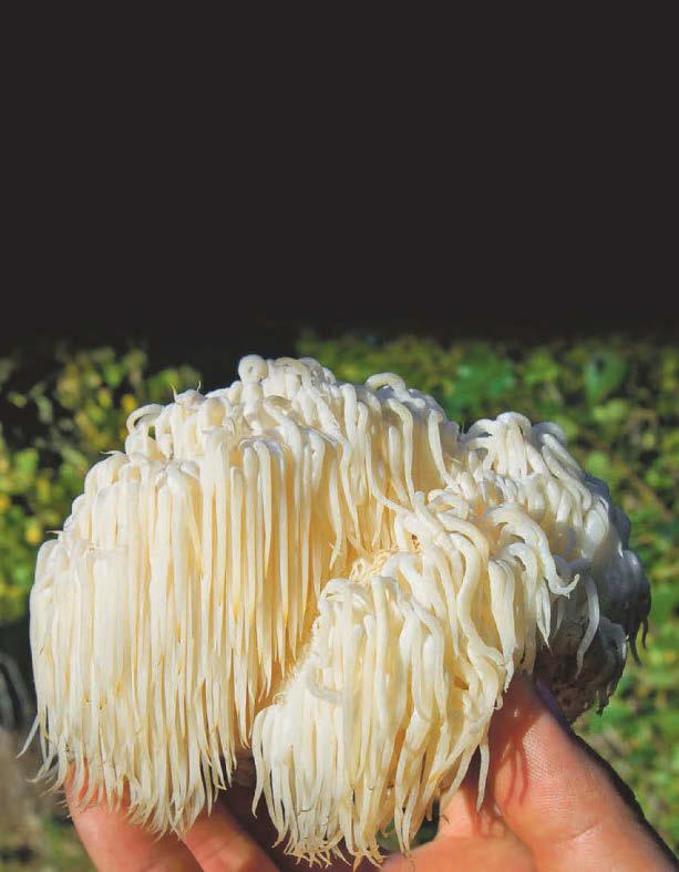 Fashionable funghi fit for mane course?