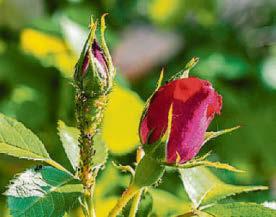 Everything is coming up roses