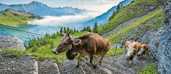 Round the Swisst