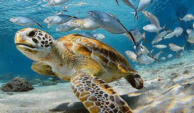 Turtles 'may hold key to preventing cancer'