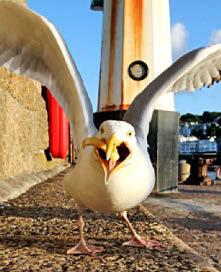 Seagulls getting 'drunk' as hot spell attracts 'toxic' flying ants