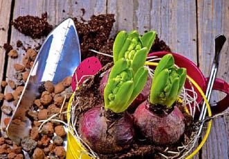 Hyacinths inside out
