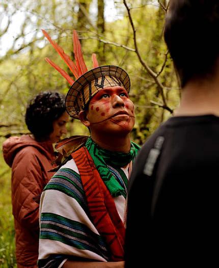 The ancient rainforests under threat ...in Britain