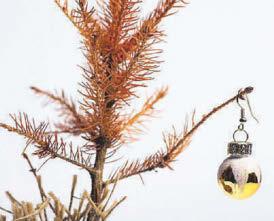 Fir goodness’ sake! Christmas trees in short supply...literally