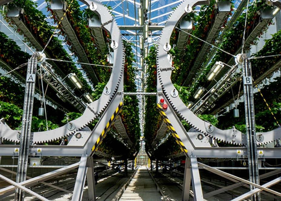 Hi-tech strawberries on sale all year round