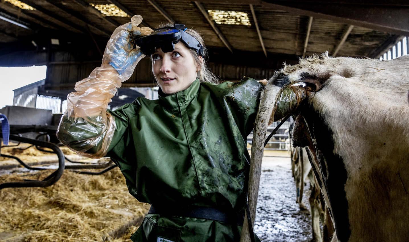 Desperate shortage of young farm vets