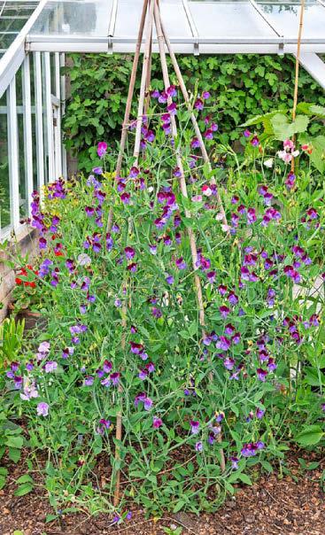 Growing your own bouquets
