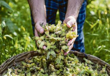 British farmers may go nuts for latest cash crop