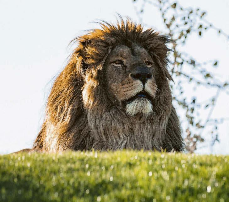 THE PRIDE OF KENT