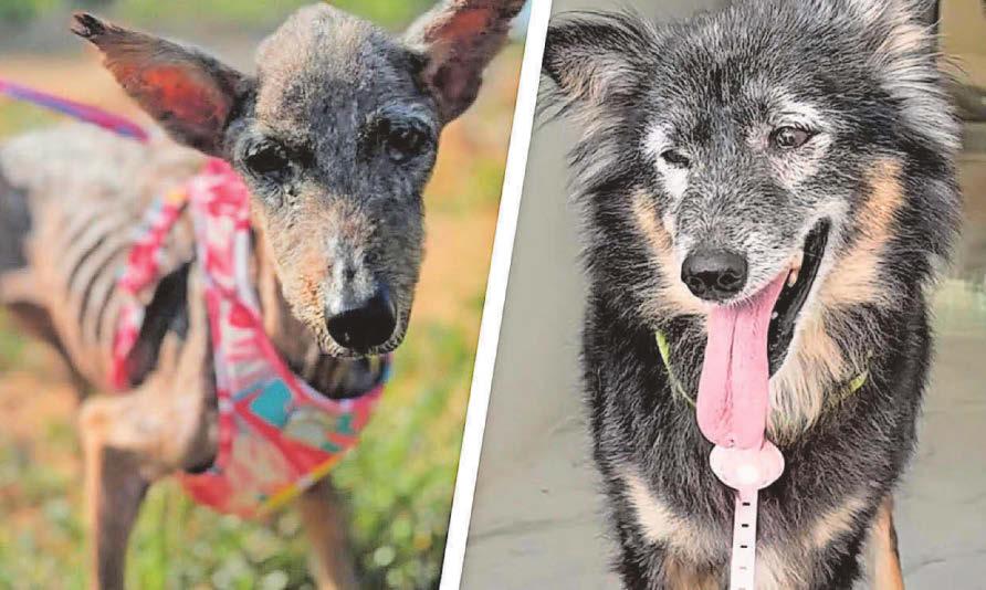 Battle to save Sena went viral, now she needs help to live longer without pain