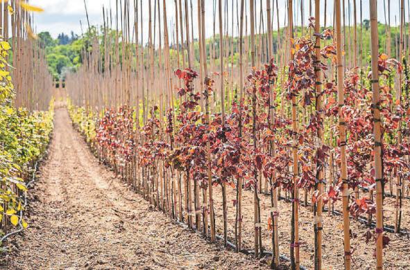 Nature targets 'will be missed without growing more trees'