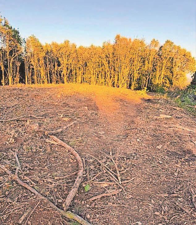 Shocked local 'actually cried' over tree felling