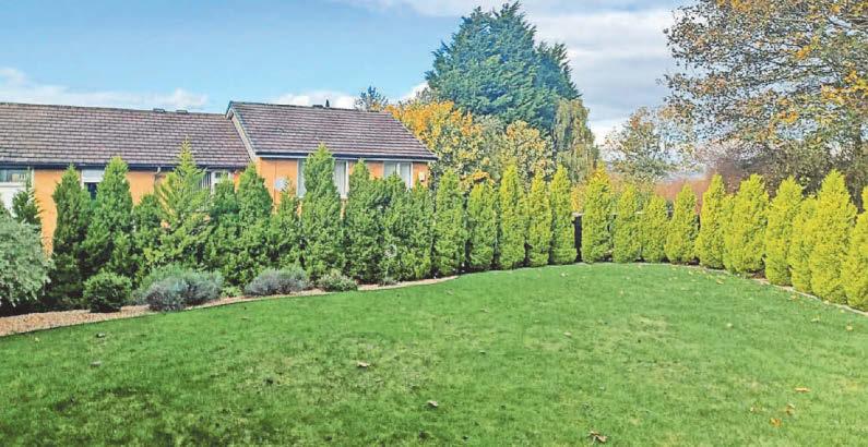 I built an oasis - now the council wants to tear it down