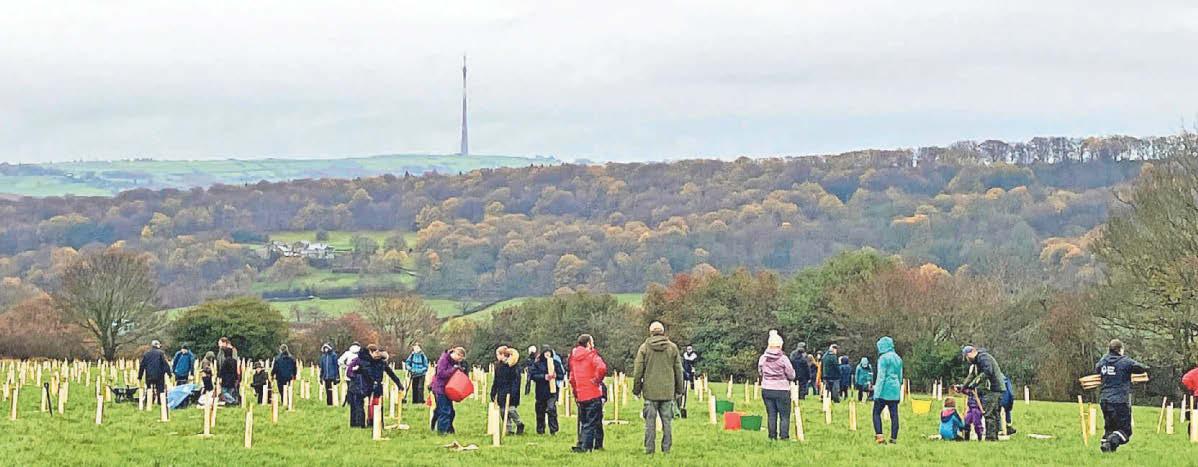 Scouts plant 1,000 trees in a single day