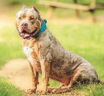 Man mauled by XL Bully in back garden