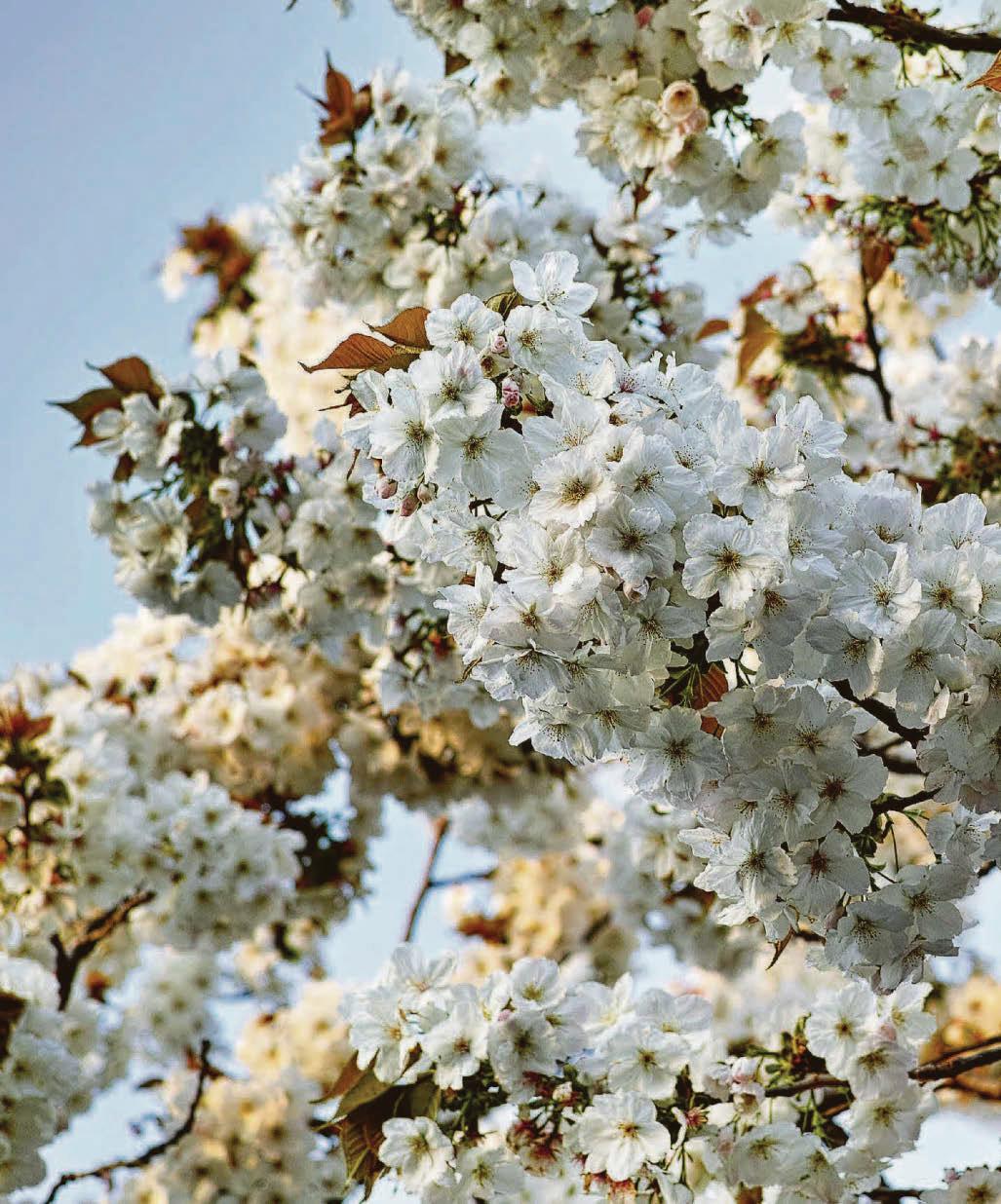 Cherish cherries while you can