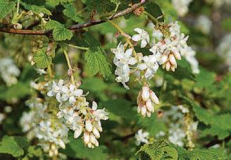 Exciting currant affairs