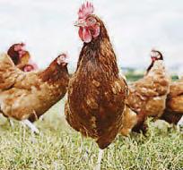 A.I. plan for more eggs is hatched