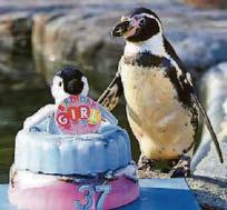 Ice birthday for oldest penguin, 37