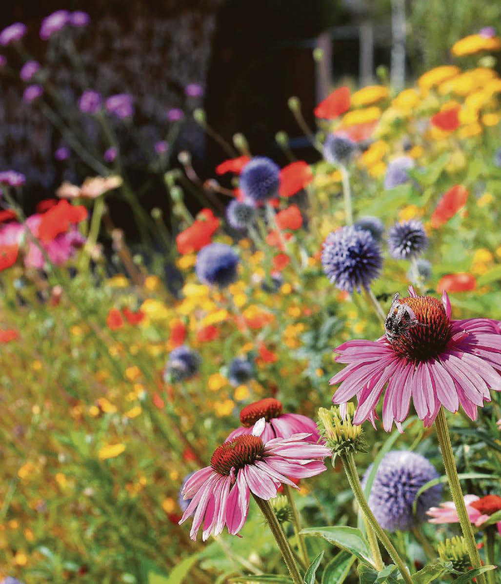 What to expect from your wildflower meadow