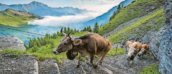 Round the Swisst